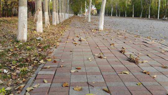 天津师范大学秋天航拍小树林