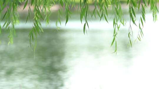 春天河边的柳树叶