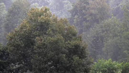 林木中的大雨