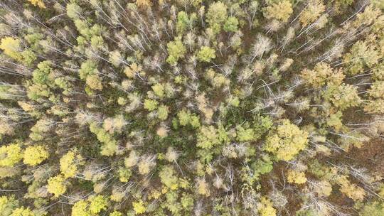 航拍大兴安岭秋季鎏金的密林视频素材模板下载