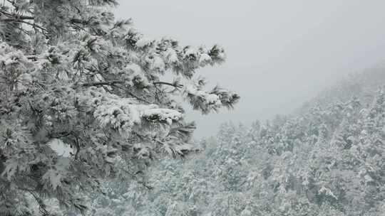 雪覆松林自然景观