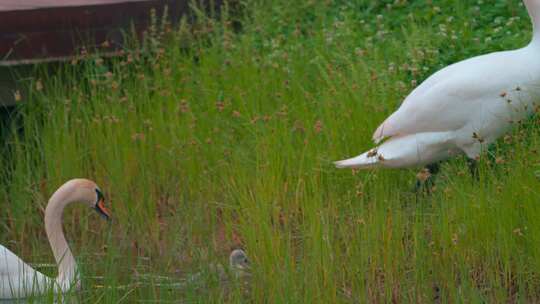 郑州北龙湖疣鼻天鹅与出生不久的小天鹅