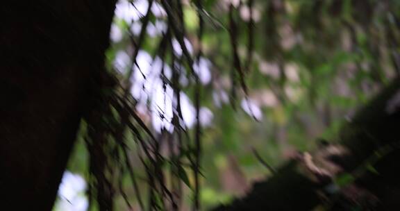 松鼠在树上啃食苹果