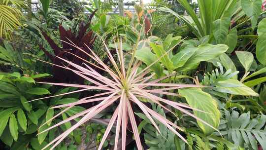 热带植物园的热带植物