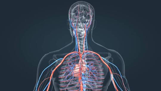 3D 医疗 医学 人体 解剖 三维 动画