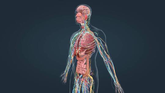 医学人体器官医学人体解剖消化系统上消化道视频素材模板下载