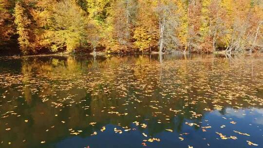 在秋叶飘飘的湖面上飞翔
