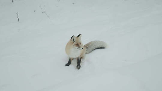 冬季的白狐狸