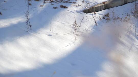 阳光下的雪地树影光影白雪皑皑含声