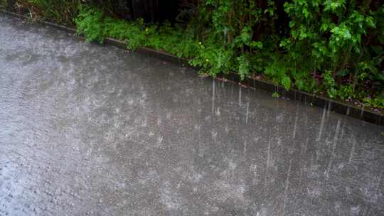 白天，大雨滴打在潮湿的地面上，背景是郁郁