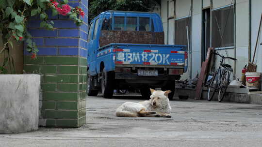 中华田园犬趴在地上视频素材模板下载