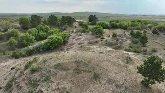 荒野沙地植被景观