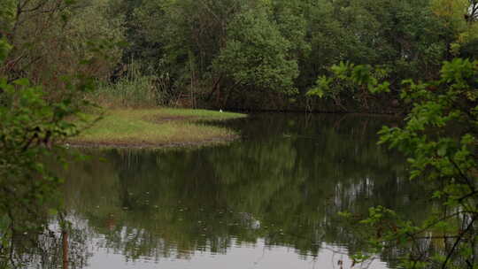西溪湿地的湖泊与水鸟