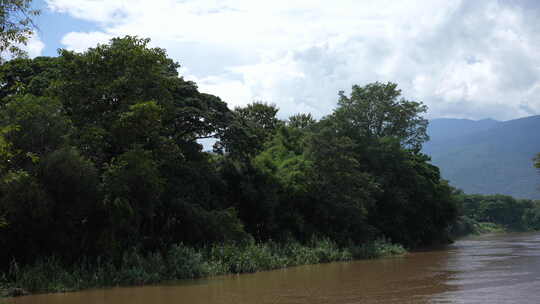 香蕉树芭蕉扇绿树绿植河流江湖湄公河