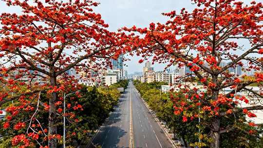 木棉花盛开的城市街道