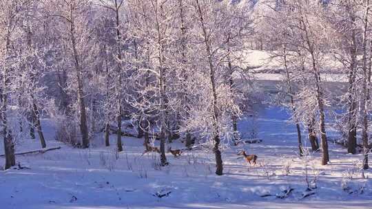 冬季森林雪地鹿群景象