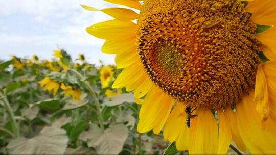 蜜蜂在向日葵花上采蜜