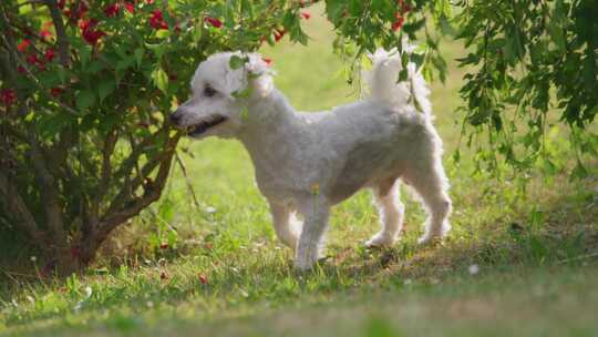 狗，比熊弗里斯，花园，Coton De