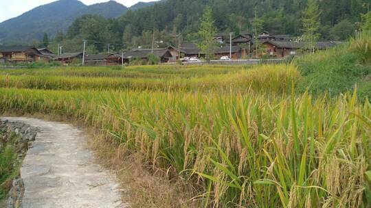 环拍水稻种植田