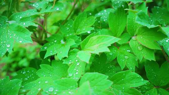 雨水惊蛰谷雨立春意境屋檐雨滴