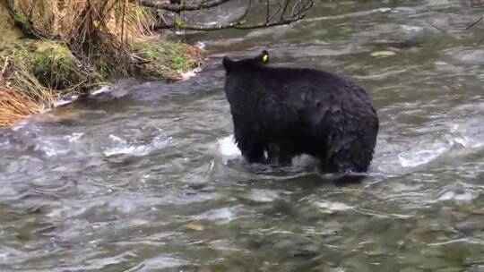 黑熊在河里捕鱼