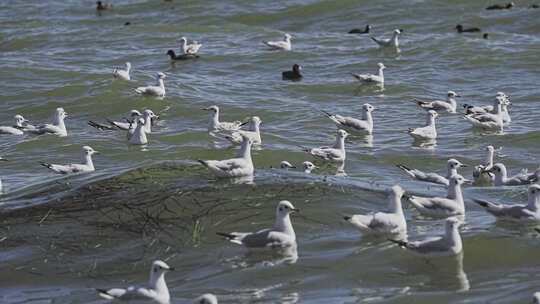 大理洱海漂浮着的海鸥群