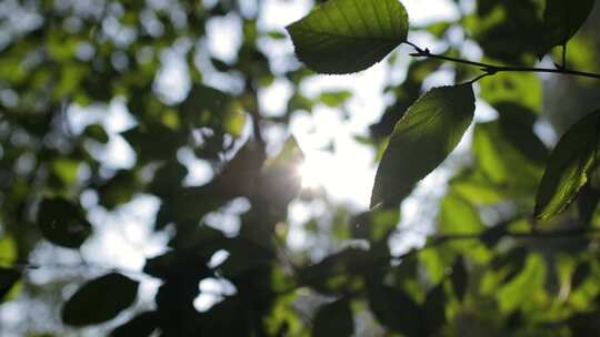 阳光树叶植物光影写意美好空镜绿色叶子