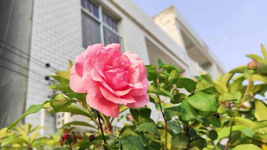 疫情城市农村街道菜园春天绿色植物