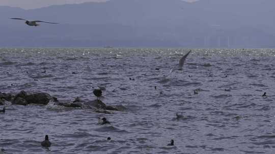 海面飞鸟与游禽景象