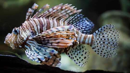 红狮子鱼，水族馆，鱼，有毒