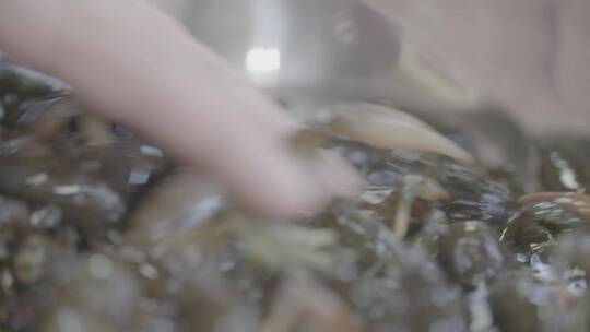 河鱼炖蝲蛄美食制作全流程视频素材模板下载