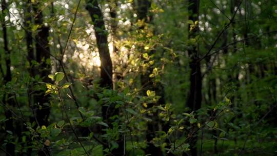 阳光照射森林树木视频素材模板下载
