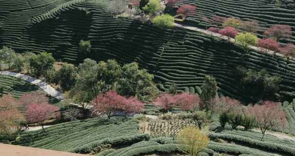 福建漳平龙岩永福樱花茶园