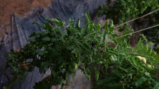 西红柿 番茄 蔬菜大棚 蔬菜 农民干活