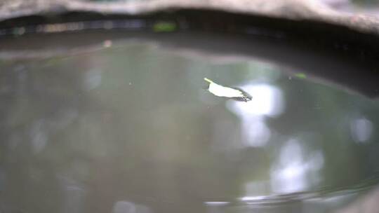一片叶子掉落在水面上1080p 120fps