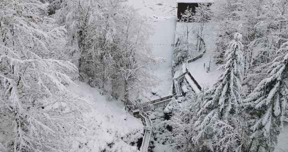 雪，树，散步，小屋