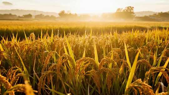 秋分金色稻田丰收农业自然风光视频