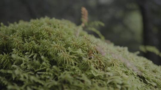 徒步天堂雨崩村自然风光