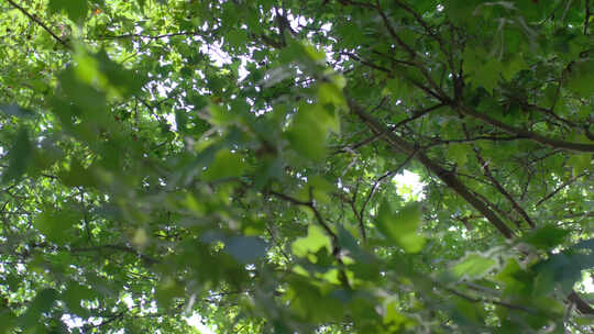 夏天微风吹拂绿色树叶视频素材模板下载