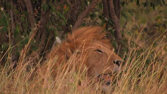 大风天狮子在高高的草丛中休息视频素材模板下载