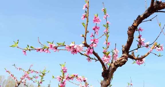 桃花飘 桃花盛开 桃园 桃林 春暖花开