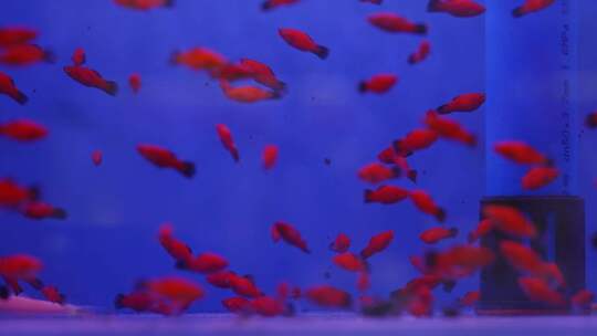 2024广州动物园游览金鱼水族馆视频素材模板下载