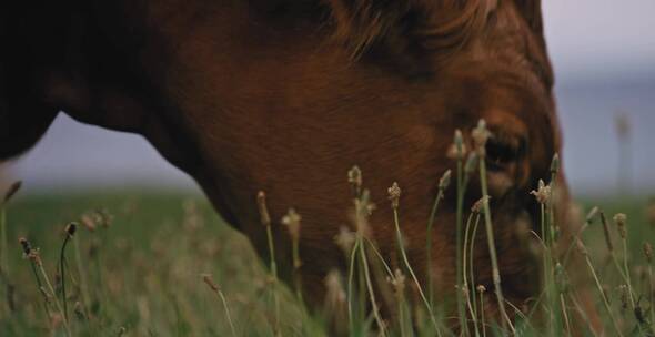 牛在草原上吃草