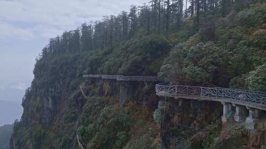 高清实拍眉山洪雅瓦屋山森林