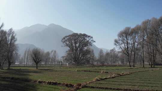 青海贵德阿什贡树木田地山峰