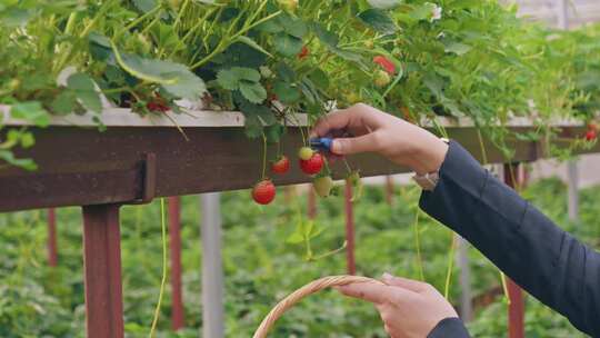 农场采摘草莓
