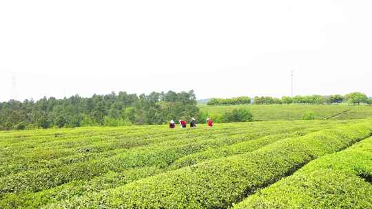 采茶 茶山 茶农