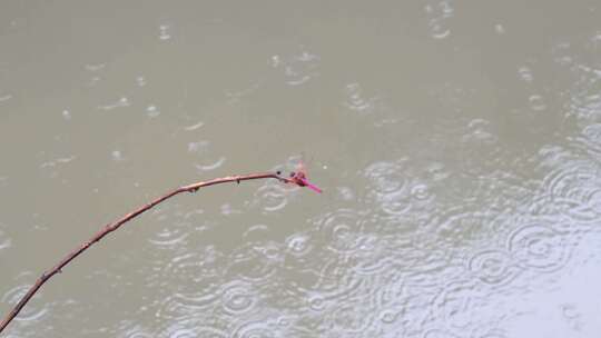 唯美雨中蜻蜓