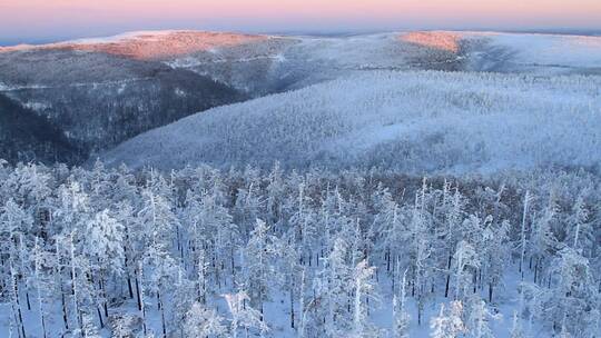 大兴安岭雪林暮色