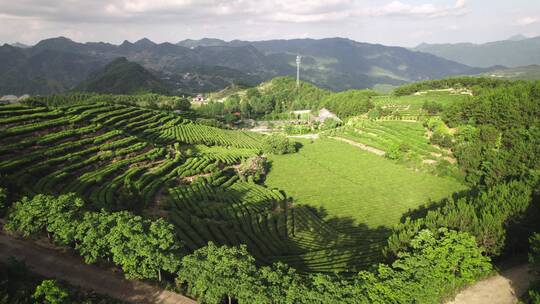 航拍山脉茶田/盆地/梯田/广告可用